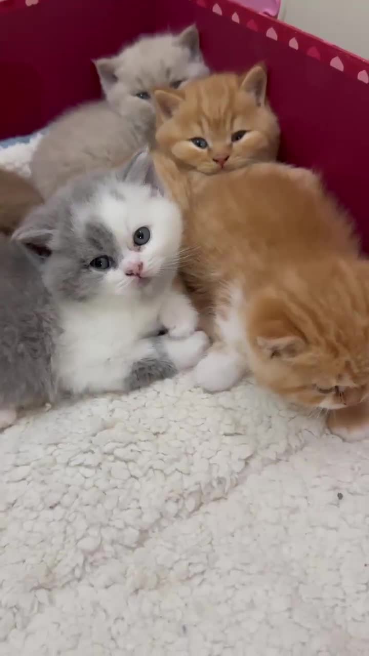 Británico de Pelo Corto gatos en venta: Gatito British Shorthair en Barcelona con Pedigrí  - Video 1