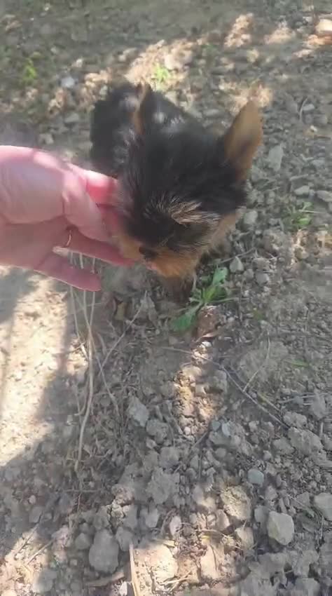 Yorkshire Terrier perros en venta: Yorkshire Terrier - Video 1