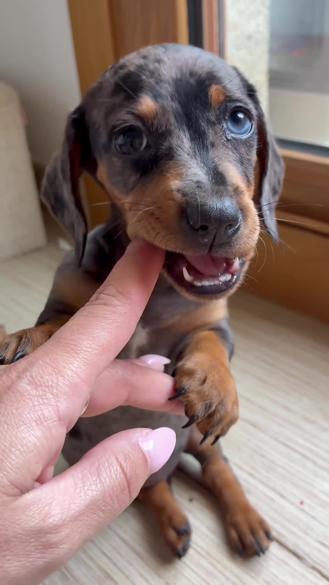 Teckel perros en venta: Teckel hembra  - Video 4