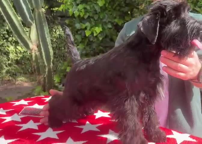 Schnauzer Mediano perros en venta: Schnauzer machos  - Video 2