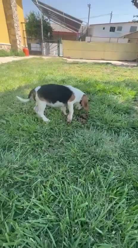 Beagle perros en venta: Beagle - Video 1