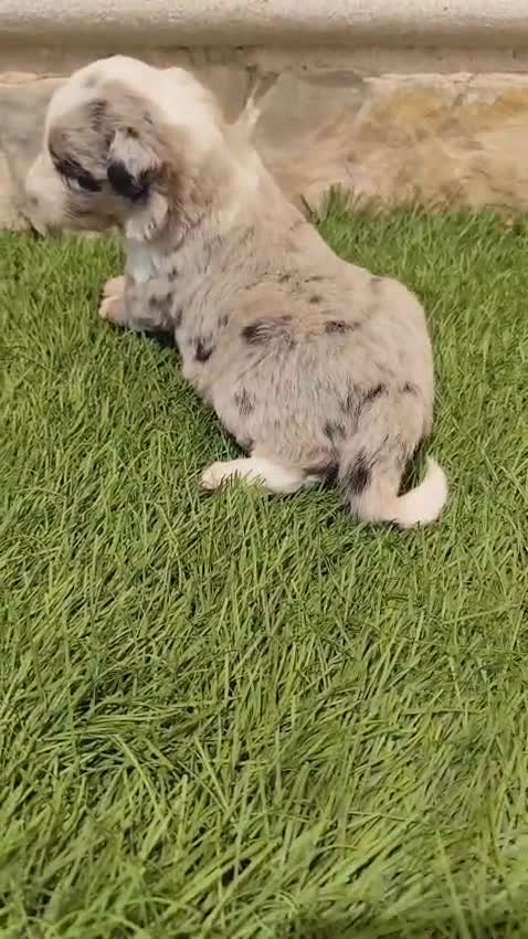 Border Collie perros en venta: Hembra Border collie Tri blue choco - Video 1