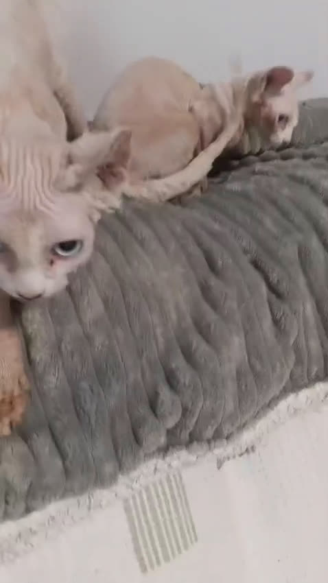 Sphynx gatos en venta: Gata egipcia  - Video 1