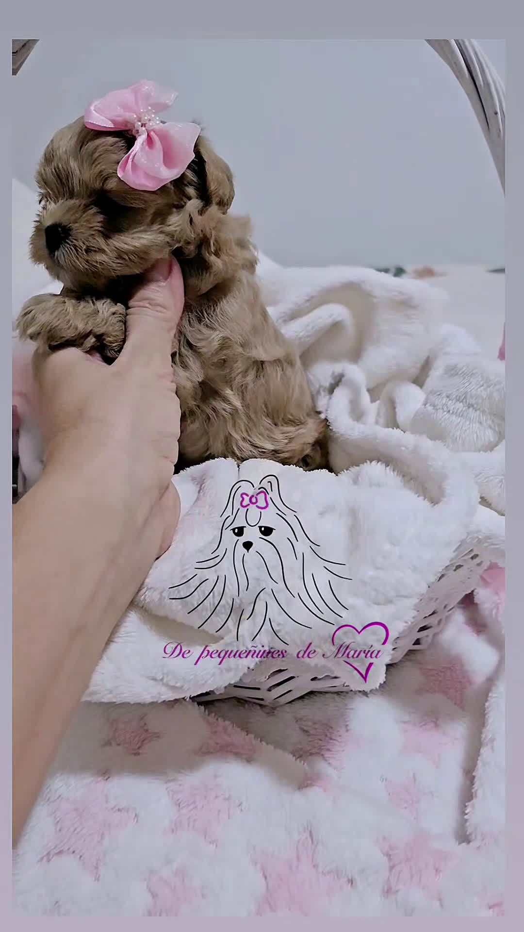 Maltipoo perros en venta: MALTIPOO ASIÁTICO MINIATURA  - Video 1