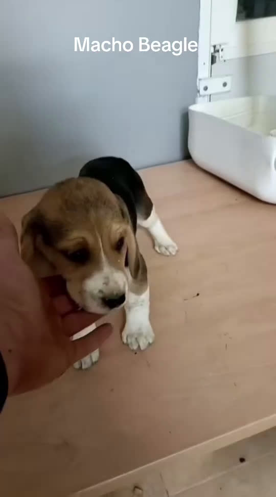 Beagle perros en venta: Beagle  - Video 1