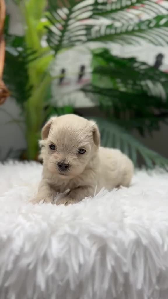 Maltipoo perros en venta: MALTIPOO COREANO 100% - Video 2