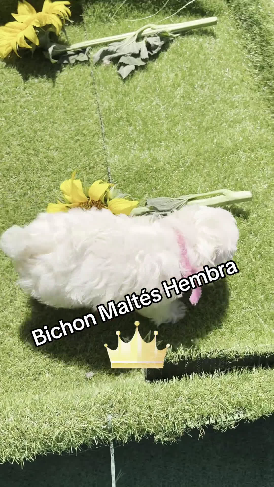 Bichón Maltés perros en venta: Bichon Maltés fotos actuales de los cahorros. - Video 2
