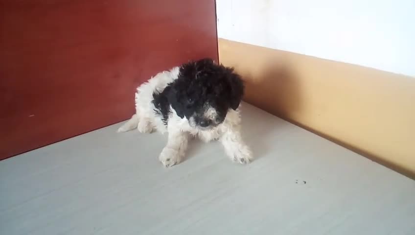 Perro de Agua Español perros en venta: Perro de Aguas MARISMEÑOS - Video 1