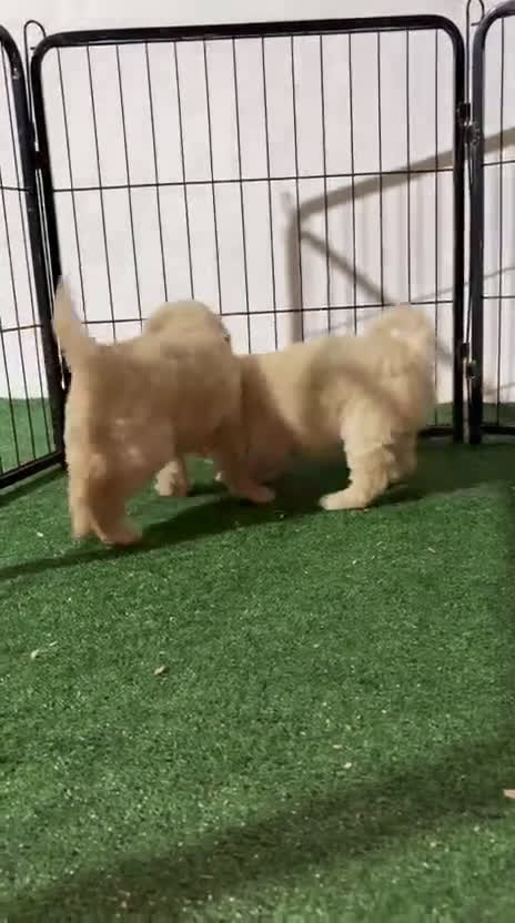 Perro de Agua Español perros en venta: Perro de agua  - Video 1