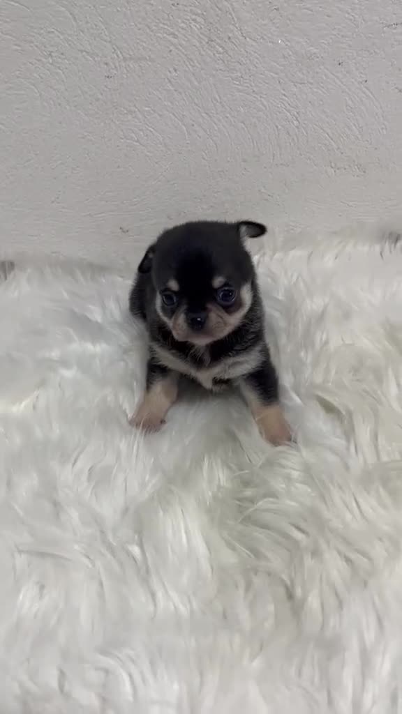 Chihuahua perros en venta: CHIHUAHUA MINI TOY - Video 2