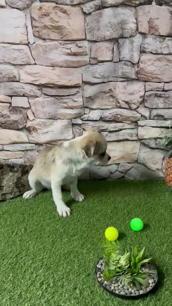 Chihuahua perros en venta: CHIHUAHUA EXÓTOCO PRECIOSO - Video 1
