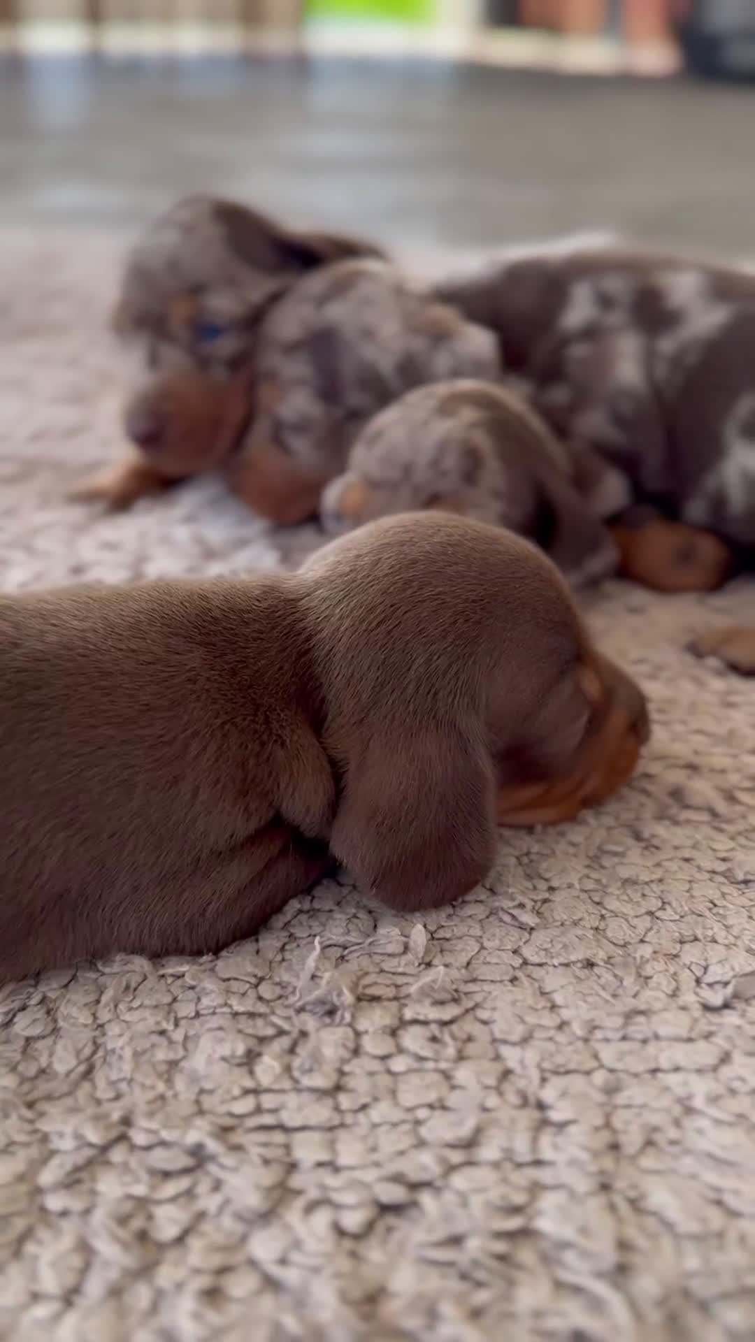 Teckel Miniatura perros en venta: ☀️ FRISCO, SUNNY Y PAO, TRES TECKEL MINIATURA ☀️ - Video 1
