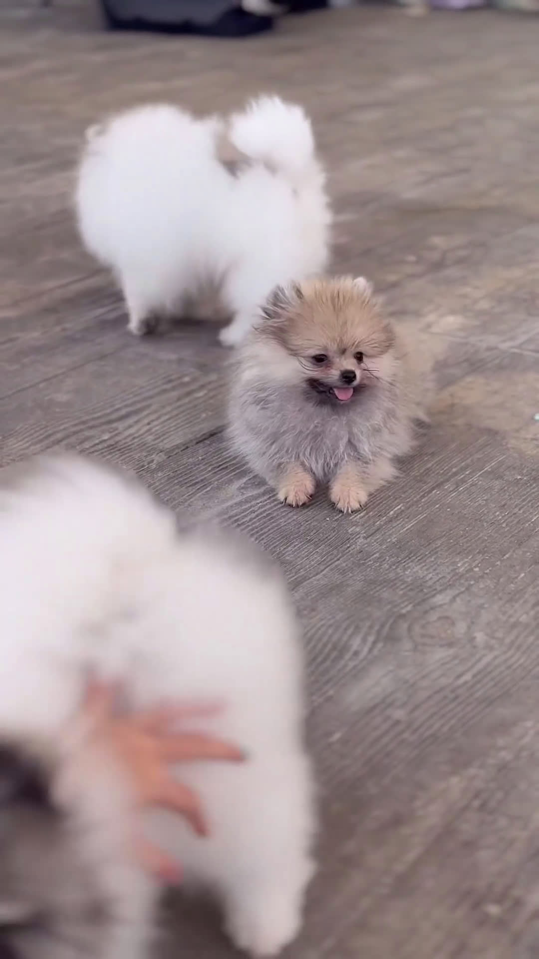 Pomerania perros en venta: ✨ Strike ✨ - Video 1