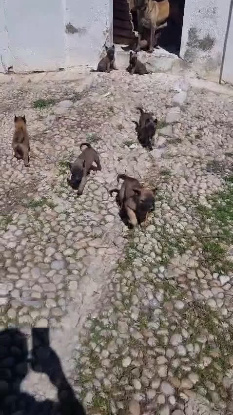 Pastor Belga Malinois perros en venta: Pastor belga malinois  en La Rioja - Video 1