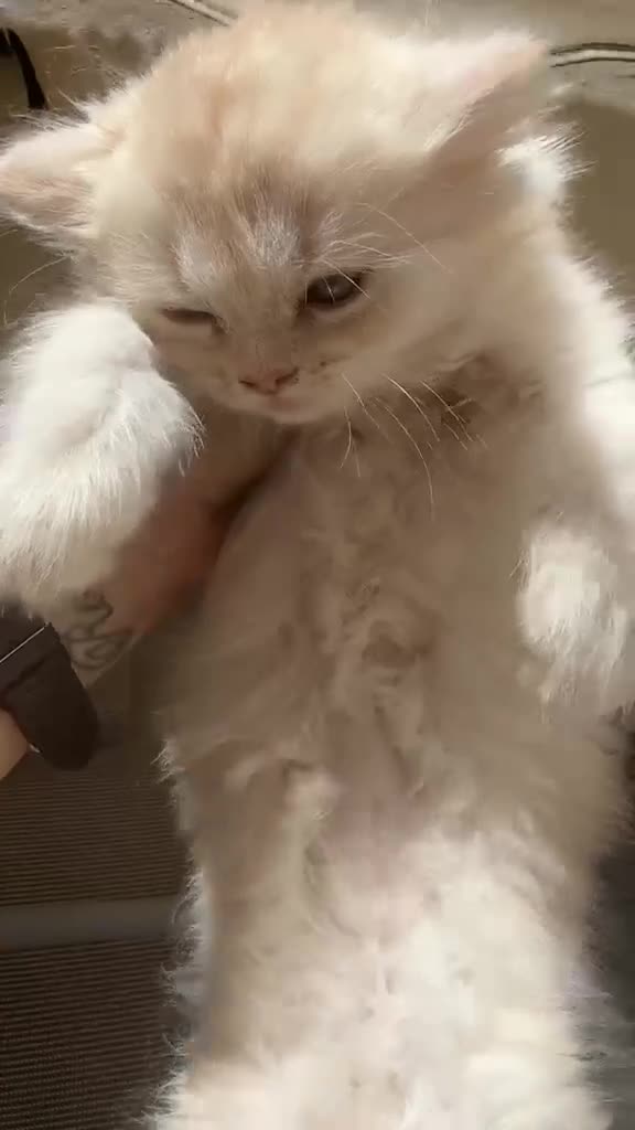 Persa gatos en venta: Gatos persas - Video 1