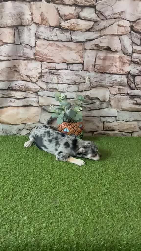 Chihuahua perros en venta: CHIHUAHUA EXÓTICO MERLE - Video 1