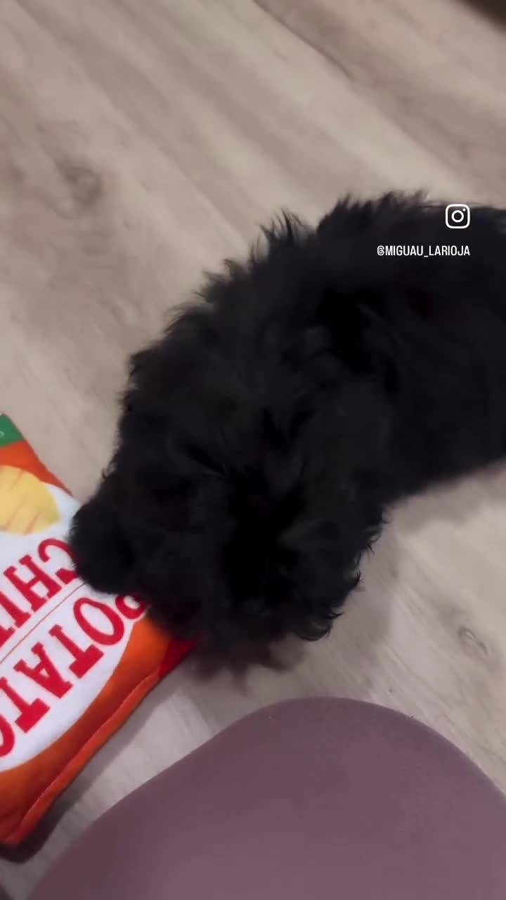 Shihpoo perros en venta: Monísima ShihPoo negra - Video 1