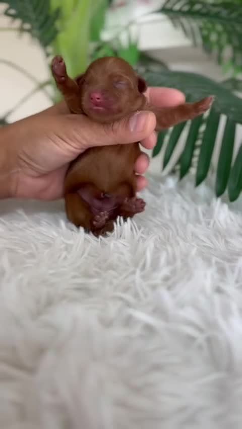 Maltipoo perros en venta: MALTIPOO ROJA - Video 3