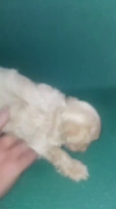 Maltipoo perros en venta: Machitos maltipoo mini toys - Video 2