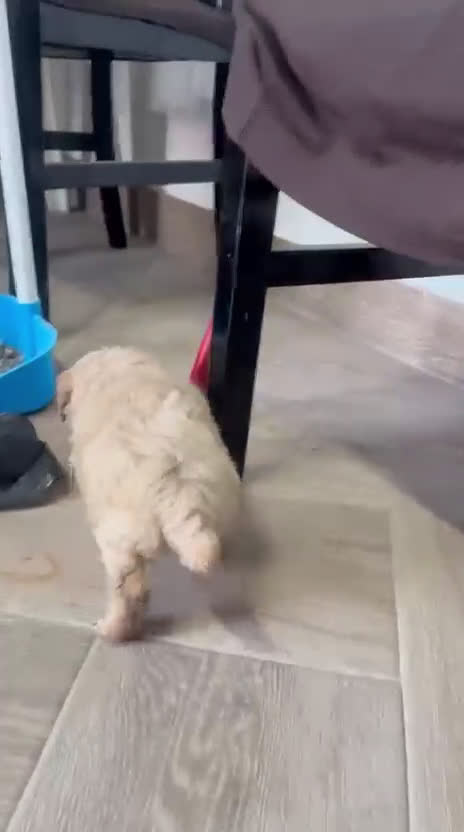 Maltipoo perros en venta: Maltipoo Toy apricot  preciosos cachorros  - Video 2