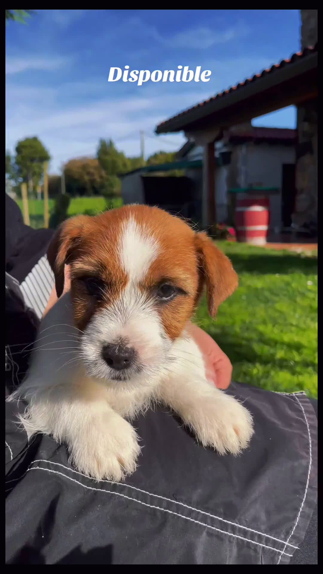 Jack Russell Terrier perros en venta: Exclusiva camada de JACK RUSSELL  - Video 1