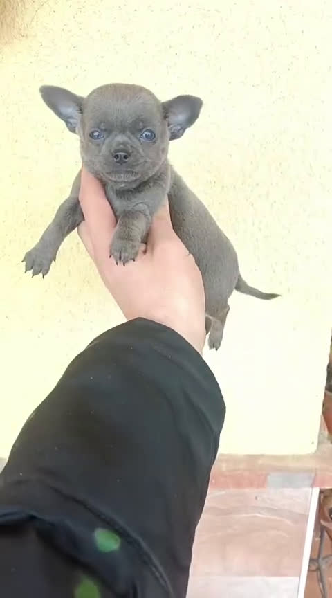 Chihuahua perros en venta: Chihuhua macho  - Video 1