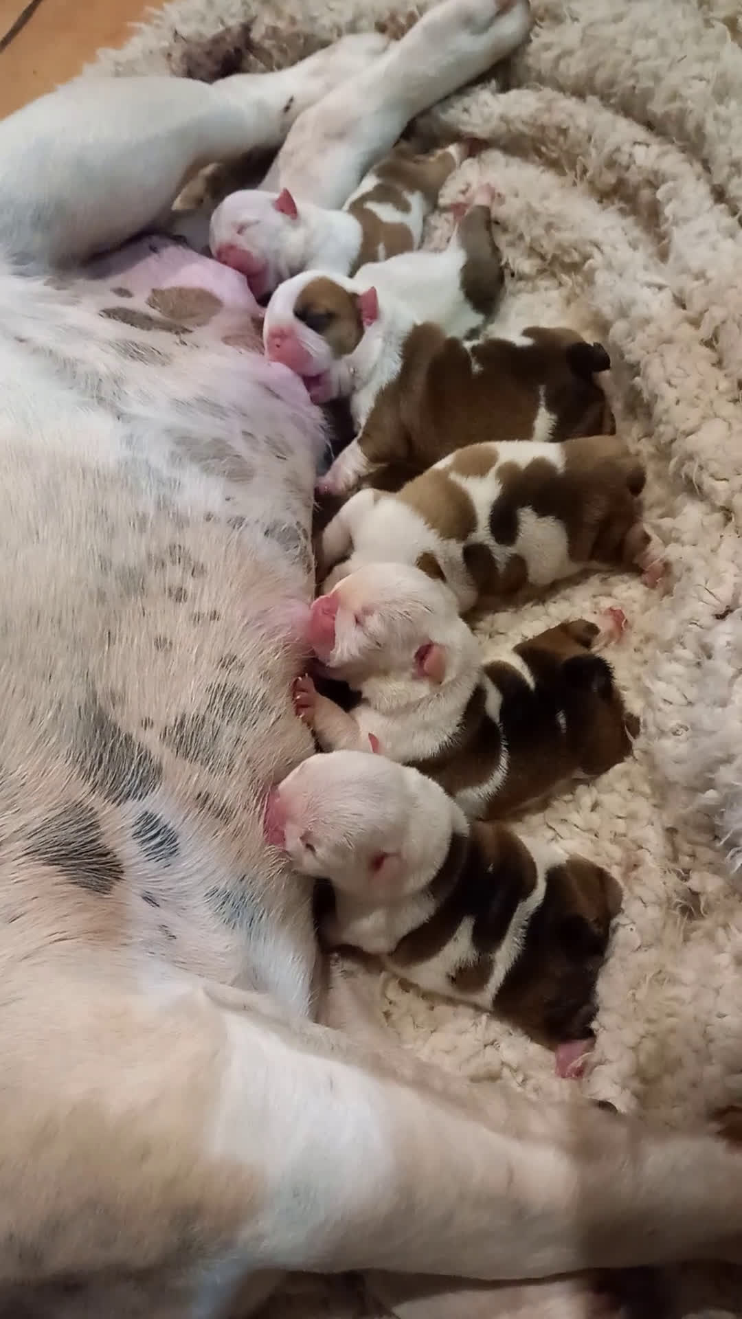 Bulldog Inglés perros en venta: Bulldog ingles, próxima camada - Video 2