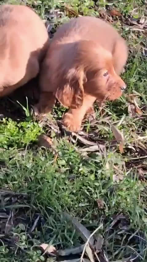 Setter Irlandés Rojo perros en venta: Setter Irlandes - Video 1