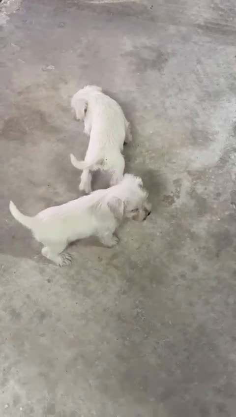 Schnauzer Miniatura perros en venta: SCHNAUZER MINIATURA  - Video 1