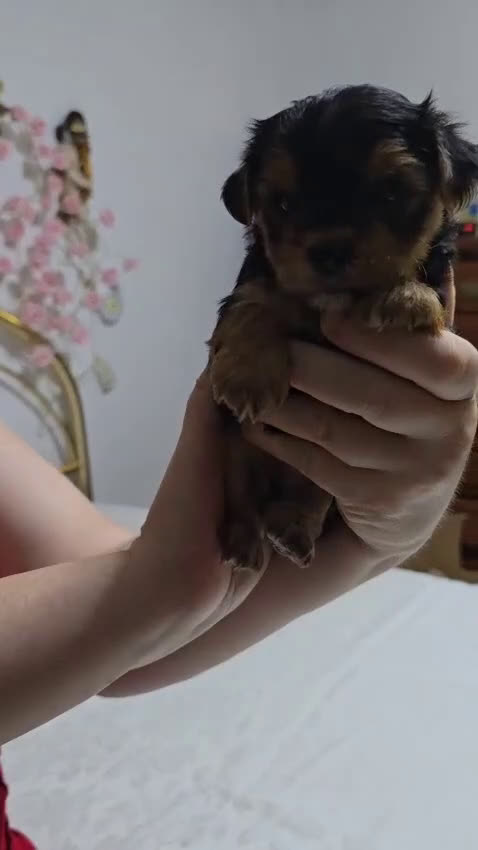Yorkshire Terrier perros en venta: Últimos yorkshire macho y una hembra  - Video 4