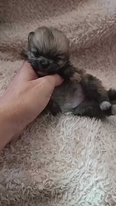 Pomerania perros en venta: ‼️POMERANIAS AMERICANOS TAMAÑO TOY  - Video 1