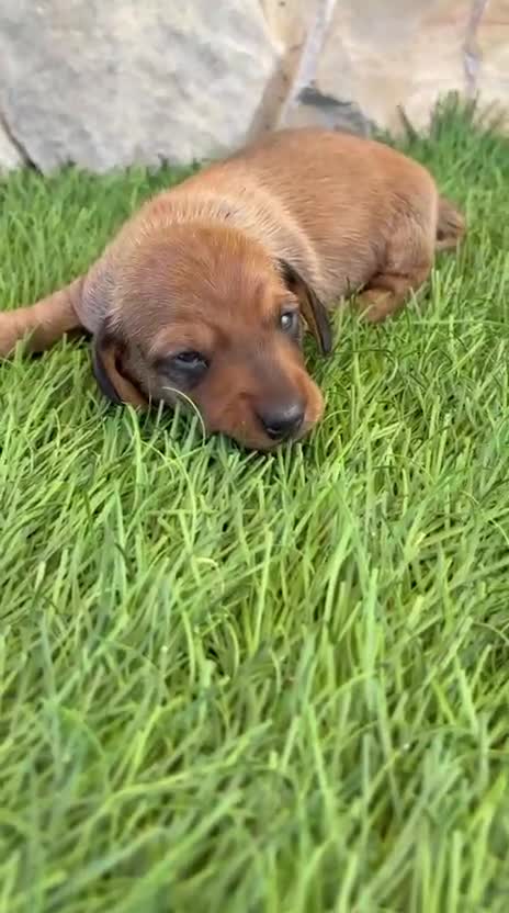 Teckel Miniatura perros en venta: Teckel miniatura rojizo - Video 1