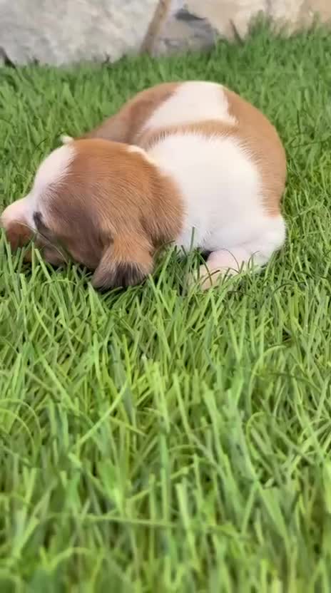 Teckel Miniatura perros en venta: Teckel miniatura bicolor  - Video 1