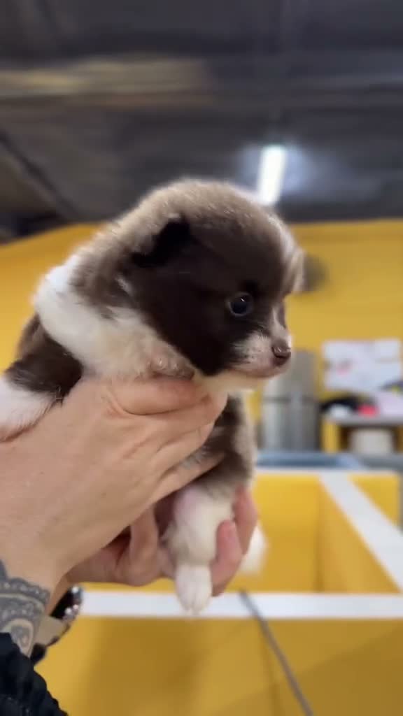 Pomerania perros en venta: POMERANIA CHOCOLATE Y BLANCO - Video 1
