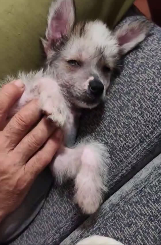 Perro Crestado Chino perros en venta: Crestado chino - Video 1