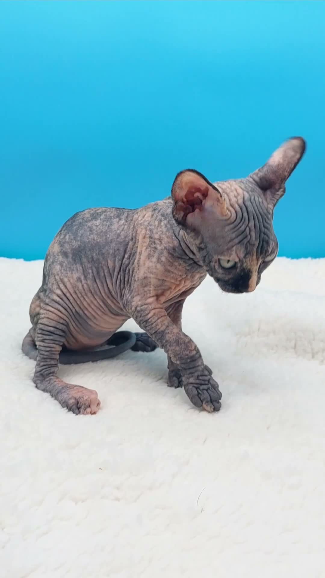Sphynx gatos en venta: Preciosa hembrita sphynx  - Video 1