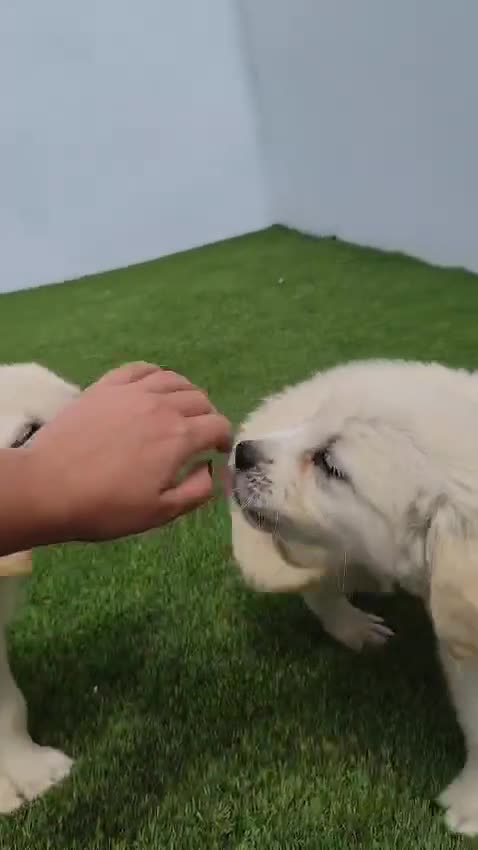 Golden Retriever perros en venta: CACHORROS DE GOLDEN RETRIEVER  - Video 1