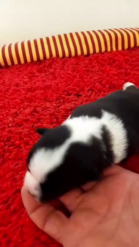 Chihuahua perros en venta: Cachorros chihuahua cabeza de manzana - Video 1