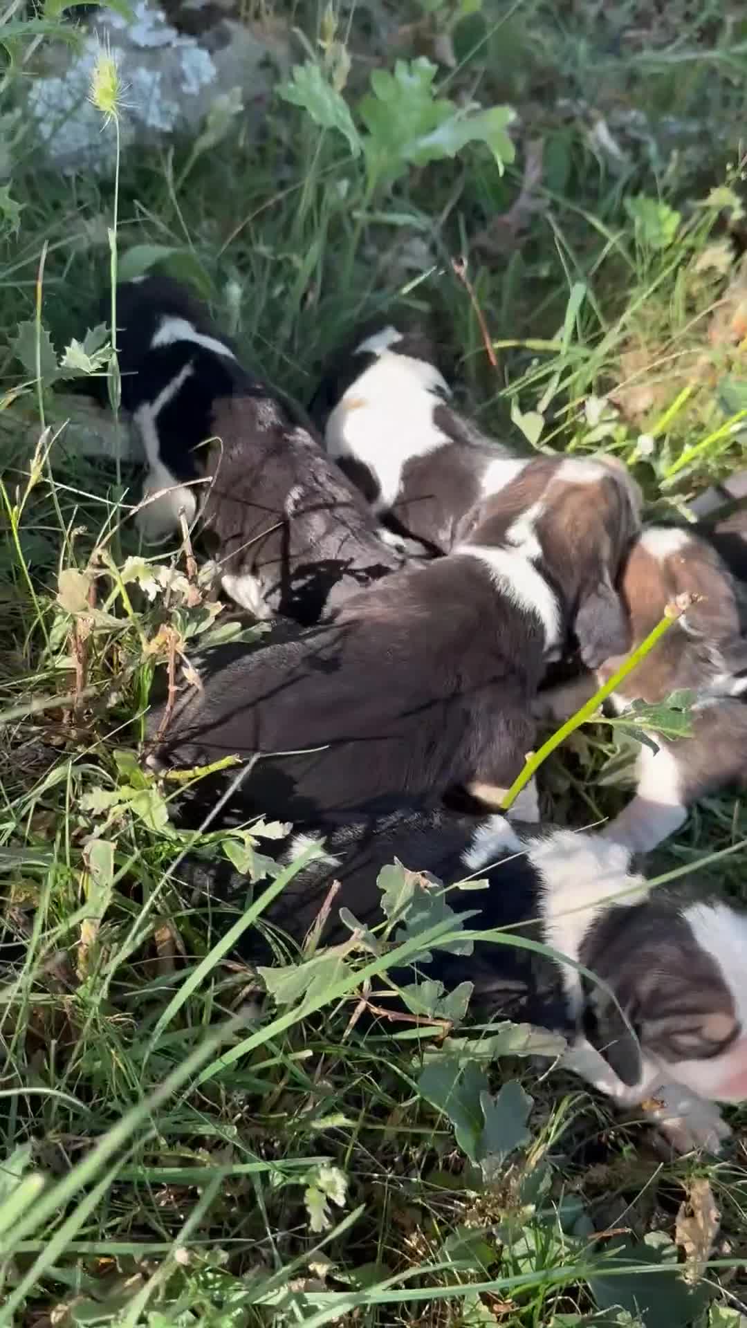 Beagle perros en venta: Preciosa camada Beagle en Salamanca - Video 2