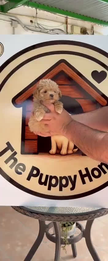 Maltipoo perros en venta: Maltipoo - Video 3