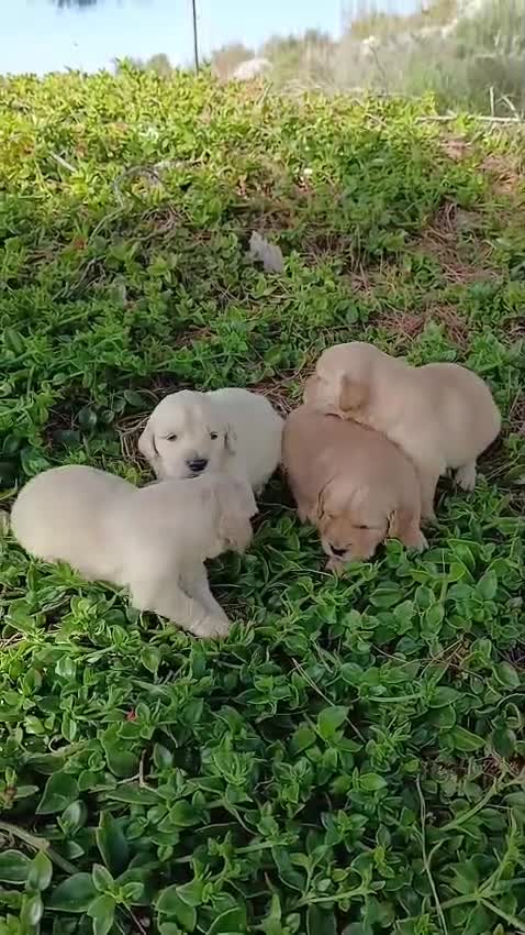 Golden Retriever perros en venta: GOLDEN RETRIEVER  - Video 1