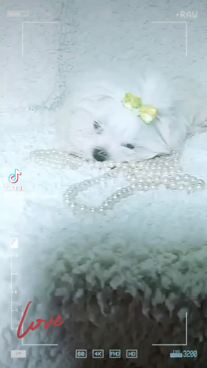 Bichón Maltés perros en venta: Preciosa bichon maltes coreano - Video 1