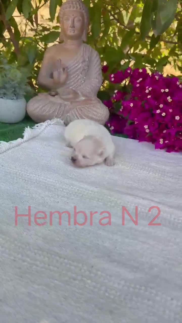 Pomerania perros en venta: Lulu de pomerania Toy blancos preciosos  - Video 2