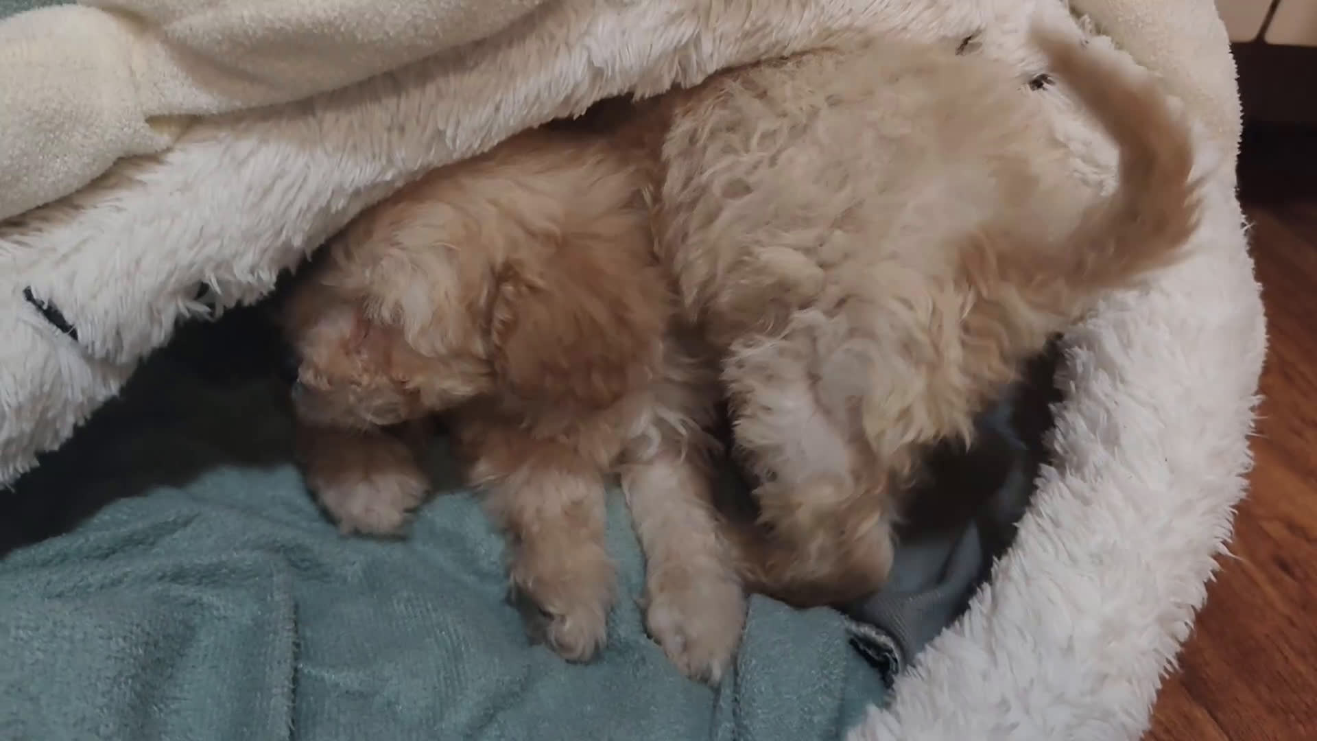 Caniche Toy perros en venta: Pareja de toy apricot 💛 - Video 2