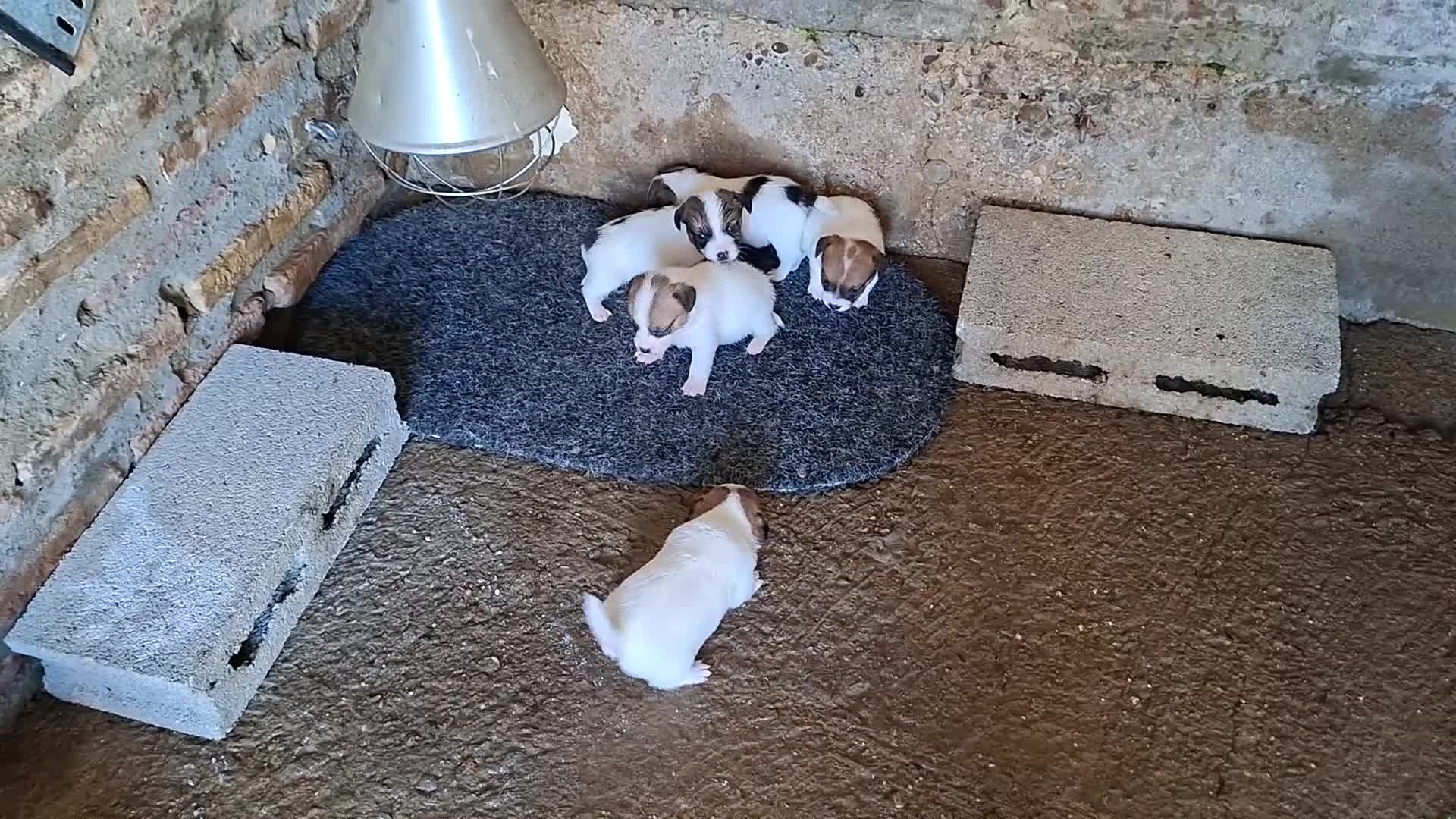 Jack Russell Terrier perros en venta: Jack Russell - Video 1