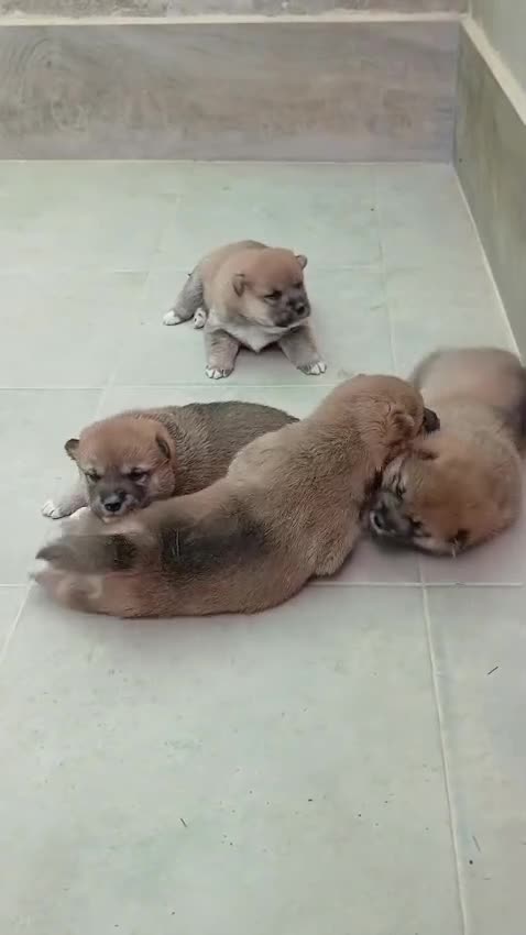 Shiba Inu perros en venta: SHIBA INU - Video 2