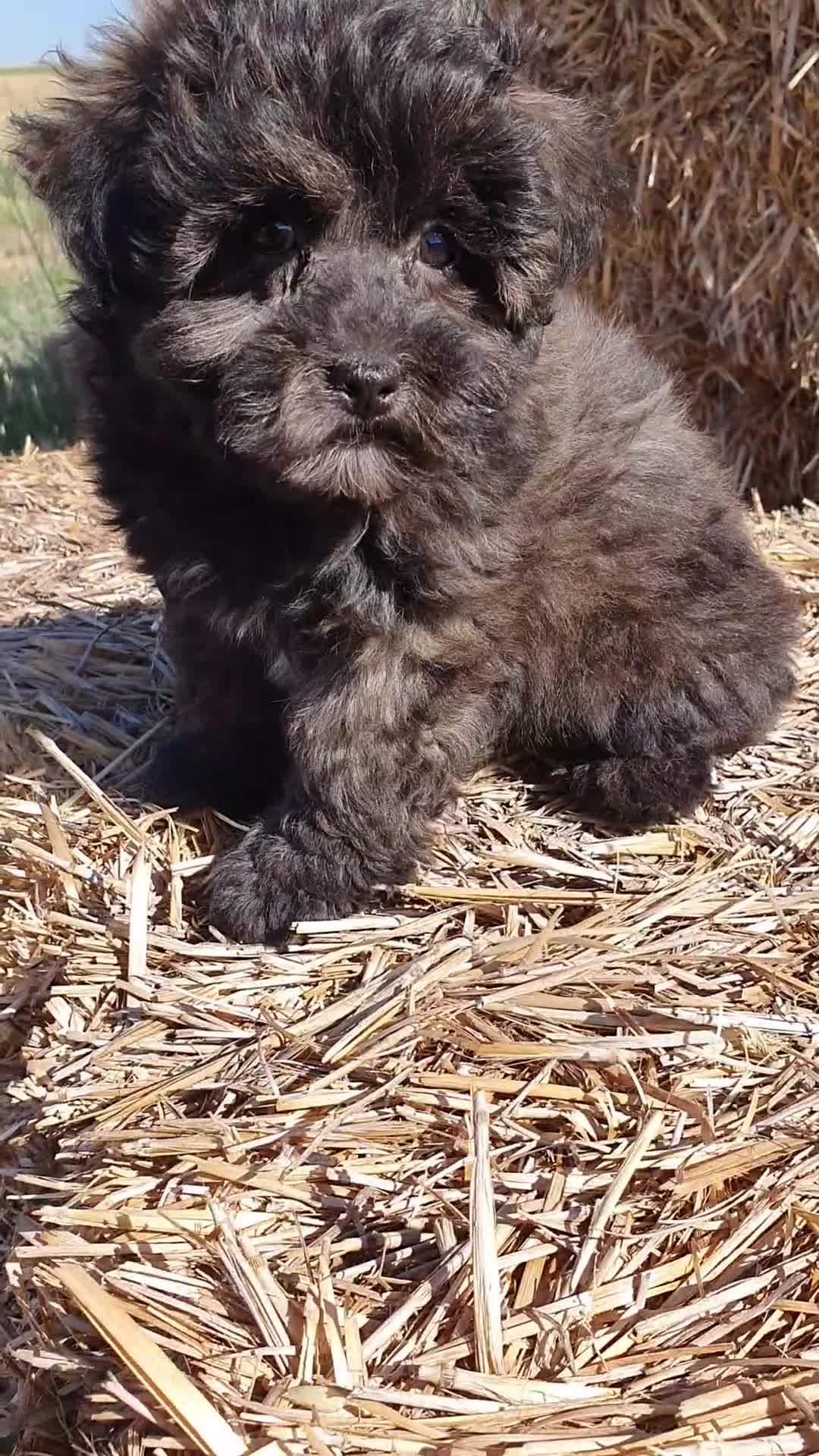 Raza Mixta perros en venta: Maltipoo hembra cachorro - Video 1