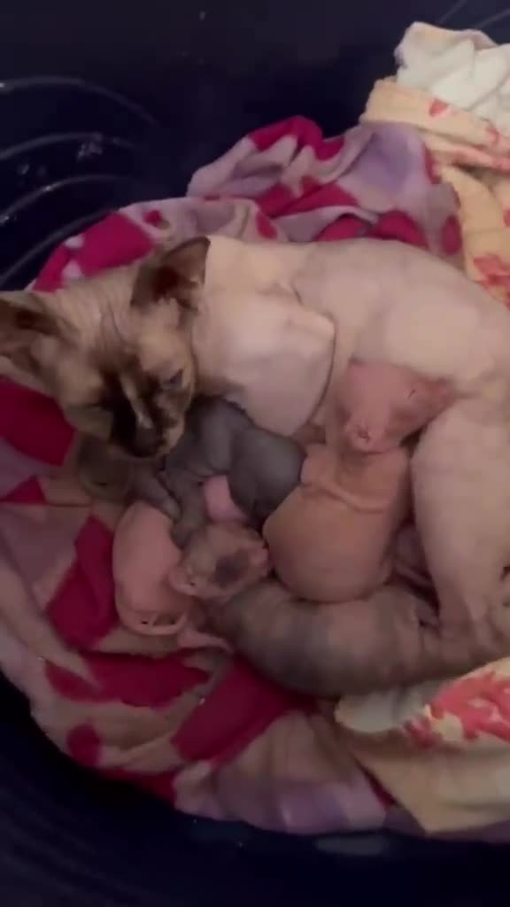 Sphynx gatos en venta: Gatitos sphynx disponibles  - Video 1