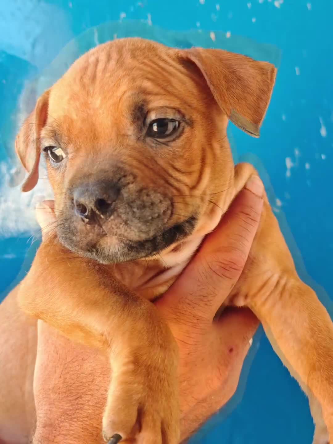 American Staffordshire-Terrier perros en adopcion: American  - Video 2