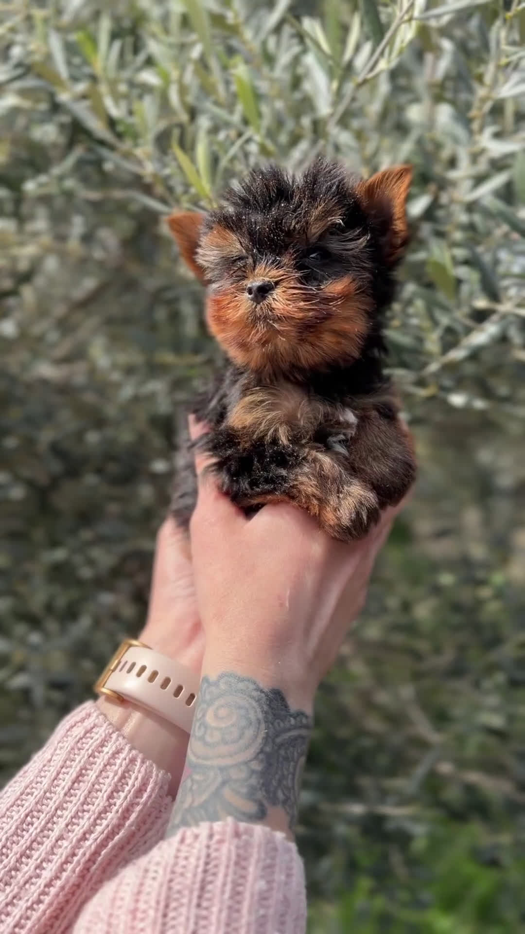 Yorkshire Terrier perros en venta: Yorkshire Microtoy  - Video 1